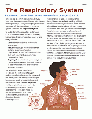 worksheet for respiratory system