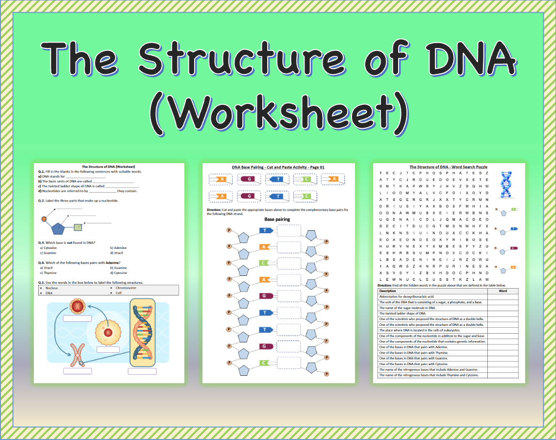worksheet dna structure