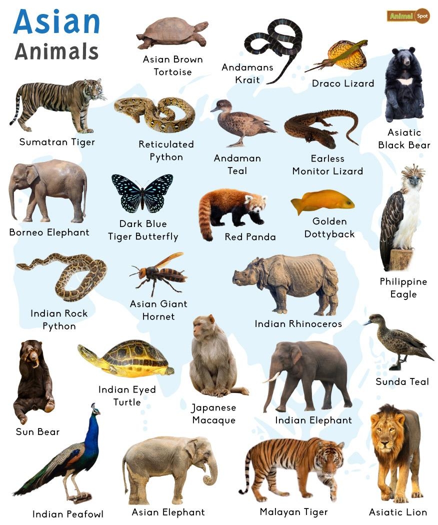 printable pictures of different animals