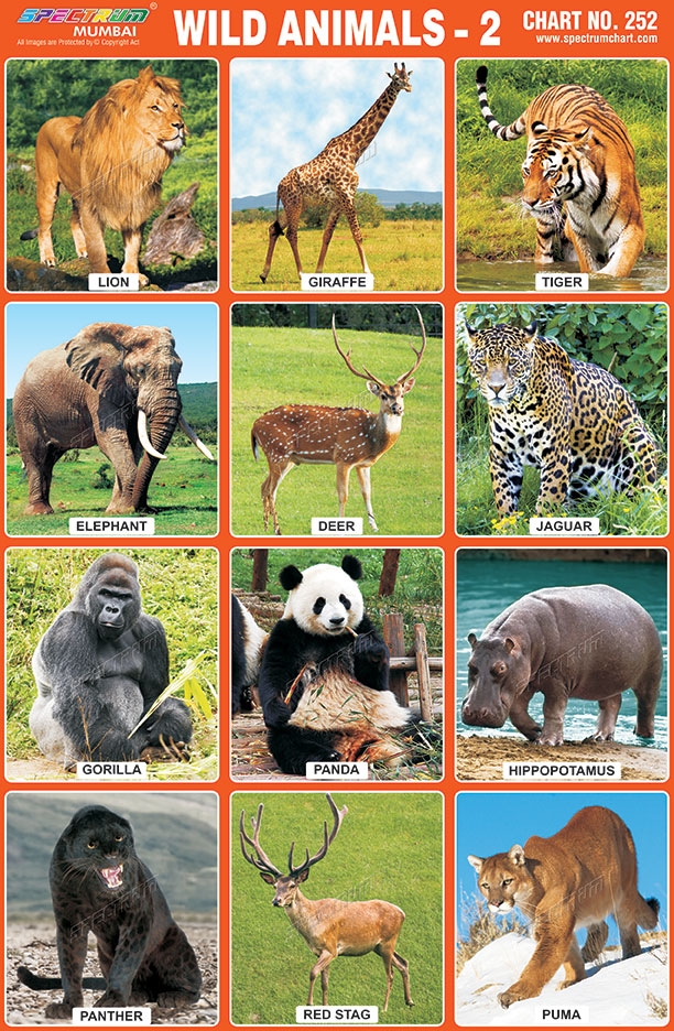 Wild Animals Chart Pdf Download Image To U
