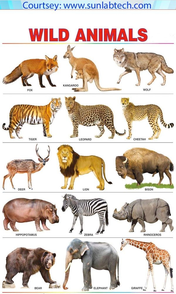printable pictures of wild animals with names